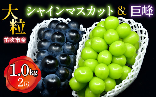 ＜25年発送先行予約＞笛吹市産　大粒ｼｬｲﾝﾏｽｶｯﾄ・巨峰セット(2房)　1.0kg  227-016 1905910 - 山梨県笛吹市