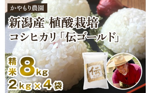 [令和6年産米]新潟産コシヒカリ「伝ゴールド」精米8kg(2kg×4)白米 真空パック 分とく山 新潟産 新潟県産 南麻布の高級料亭で提供される極上米 かやもり農園