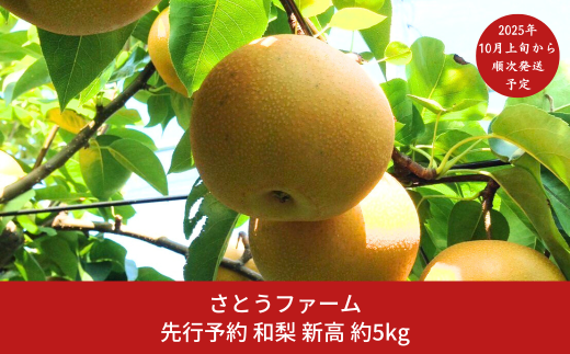 先行予約 和梨 新高 5kg [10月上旬から発送予定] 令和7年度 新潟県産 梨 [さとうファーム]【014S012】 868409 - 新潟県三条市