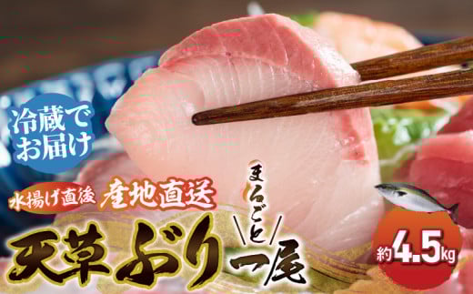 S042-003_天草 ぶりまるごと 一尾 4.5kg前後×1尾 ブリ 鰤 865664 - 熊本県天草市