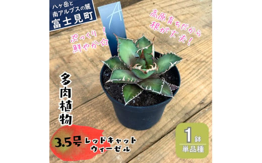 八ヶ岳育ち 多肉植物 アガベ レッドキャットウィーゼル ラベル付き 3.5号 1鉢 インテリア植物 寄せ植え ギフト プレゼント おしゃれインテリア 高冷地育成