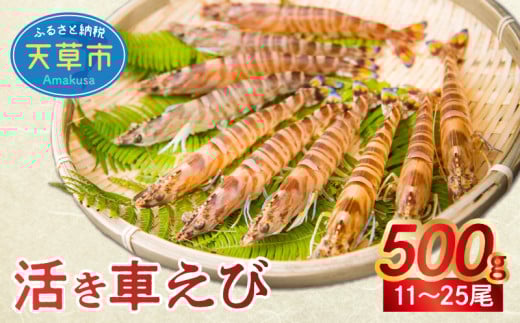 【鮮度抜群】厳選・幸福堂の活き車えび(500g)〈先行予約〉※全国_S005-001 1286958 - 熊本県天草市