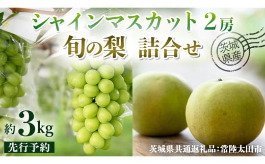 【 先行予約 】茨城県産 シャインマスカット2房と旬の梨詰め合わせ 約 3kg ( 茨城県共通返礼品 : 常陸太田市 )【 2025年 9月中旬頃より発送 】 梨 ナシ なし 和梨 シャインマスカット フルーツ ぶどう 葡萄 ブドウ マスカット 果物  期間限定 数量限定