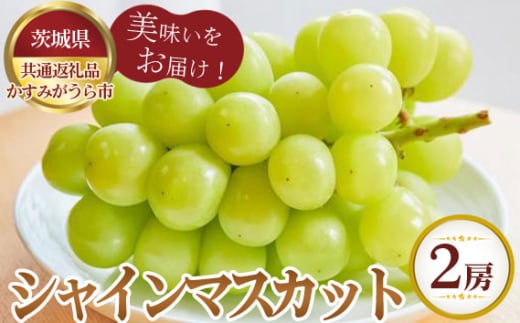 No.805 【先行予約】シャインマスカット　700g×2房　かすみがうら市産【茨城県共通返礼品 かすみがうら市】 ／ 旬 新鮮 葡萄 ブドウ 果物 フルーツ 茨城県 特産品