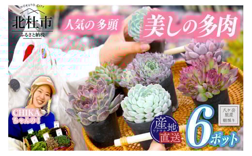 北杜市八ヶ岳産美しの多肉~サキュレントアソート~ 1144885 - 山梨県北杜市