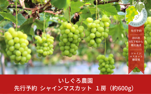 先行予約 シャインマスカット 1房 [8月下旬から発送予定] 令和7年度 贈答用 新潟県 三条市産 ぶどう  [いしぐろ農園] 【010P093】 867124 - 新潟県三条市