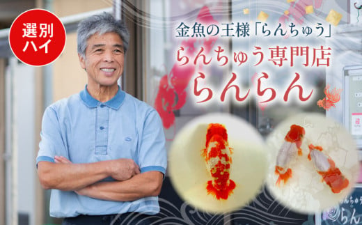 【選別(ハイ)】 らんちゅう 飼育歴40年 ベテラン店主 日本らんちゅう協会 らんちゅう専門店 らんらん 蘭鋳 金魚 観賞魚 生き物 魚 生体 埼玉県 羽生市 1929159 - 埼玉県羽生市