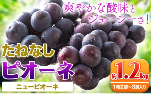 【先行予約】【新鮮・直産】和歌山県産 たねなし ピオーネ 約1.2kg（2房～3房） 厳選館 《2025年8月下旬-10月中旬頃出荷予定》 和歌山県 日高町 フルーツ ぶどう ピオーネ たねなし 和歌山県産 送料無料【配送不可地域あり】