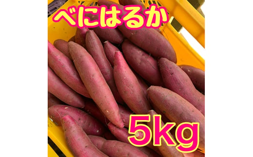 [№5904-0605]【ふるさと納税】べにはるか5kg　紅はるか サツマイモ さつまいも 芋 千葉県 成田市 1920085 - 千葉県成田市