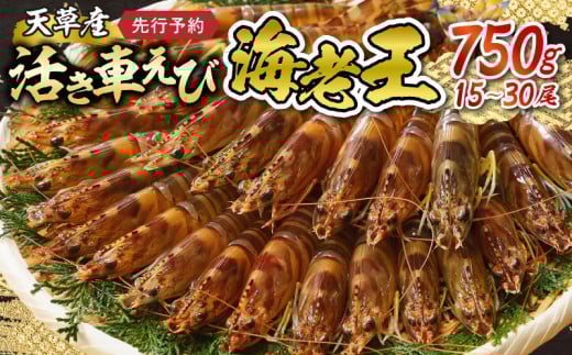 【鮮度抜群】《美味しさの極み》天草産・幸福堂の活き車えび『海老王』（750g）〈先行予約〉※全国_S005-007 1286970 - 熊本県天草市