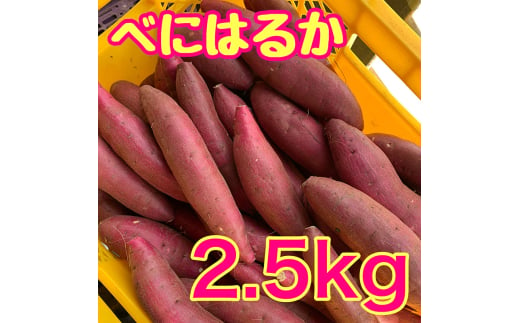 [№5904-0604]【ふるさと納税】べにはるか2.5kg　紅はるか サツマイモ さつまいも 芋 千葉県 成田市 1920084 - 千葉県成田市