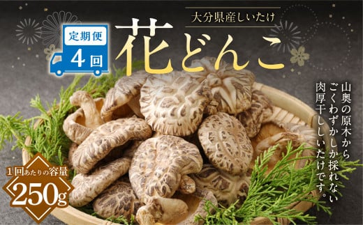 【4ヶ月定期便】大分産しいたけ花どんこ 250g 合計1,000g 乾燥椎茸 乾燥 しいたけ 干し椎茸 乾し椎茸 乾燥野菜 原木どんこ 花どんこ 大分県 九重町