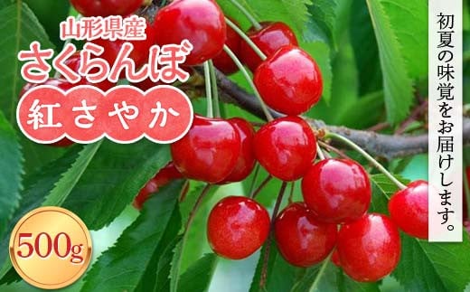 FYN6-051 ≪2025年先行予約≫山形県産 さくらんぼ 紅さやか 500g  M～L バラパック詰め 2025年6月上旬から順次発送  果実 果物 くだもの フルーツ 早生 桜桃 サクランボ  自宅用 家庭用 山形県 西川町 月山 1916486 - 山形県西川町