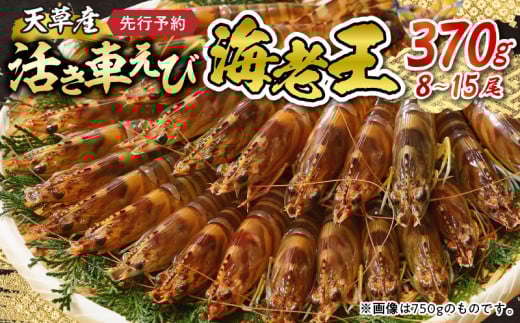【鮮度抜群】《美味しさの極み》天草産・幸福堂の活き車えび『海老王』（370g）〈先行予約〉※全国_S005-005 1286966 - 熊本県天草市