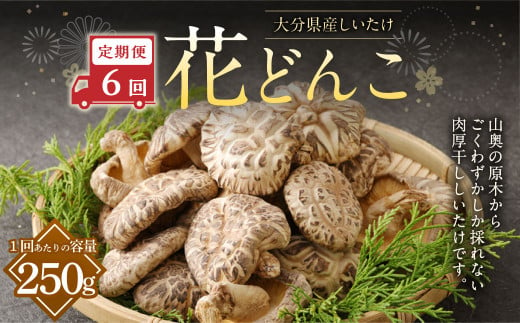 【6ヶ月定期便】大分産しいたけ花どんこ 250g 合計1,500g 乾燥椎茸 乾燥 しいたけ 干し椎茸 乾し椎茸 乾燥野菜 原木どんこ 花どんこ 大分県 九重町