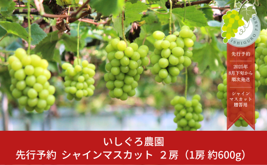先行予約 シャインマスカット 2房  [8月下旬から発送予定] 令和7年度 贈答用 新潟県 三条市産  ぶどう  [いしぐろ農園] 【020P093】 867125 - 新潟県三条市