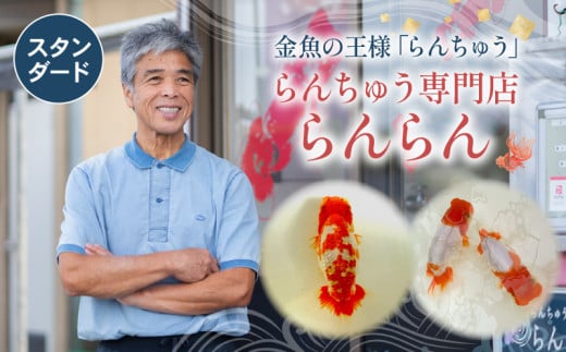 【スタンダード】 らんちゅう 飼育歴40年 ベテラン店主 日本らんちゅう協会 らんちゅう専門店 らんらん 蘭鋳 金魚 観賞魚 生き物 魚 生体 埼玉県 羽生市 1929156 - 埼玉県羽生市