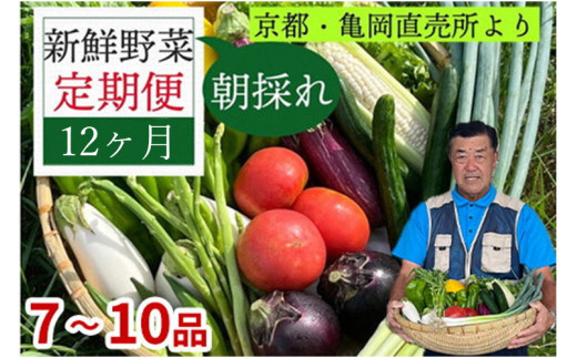 野菜 定期便 直送 12回 朝採れ 7～10品目 京都丹波 亀岡 佐伯の里 訳あり生活応援 家計応援 ※北海道・沖縄・離島への配送不可