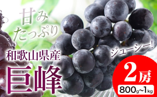 【先行予約】紀州和歌山産 種なし巨峰 2房（約800g～1kg） 魚鶴 《2025年8月中旬-9月末頃出荷》 和歌山県 日高町 フルーツ ぶどう 巨峰 2kg 和歌山県産 送料無料