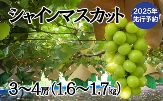 【2025年発送分 先行予約】シャインマスカット（３～４房） 1.6kg～1.7kg　シャイン マスカット ぶどう ブドウ 葡萄 フルーツ 果物 くだもの 山梨 やまなし 富士川町