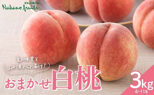 【仲野観光果樹園】≪2025年先行予約≫贈答用 山形県産 おまかせ 白桃 3kg(6～11玉) 秀品 2025年8月上旬から順次発送 F2Y-6114