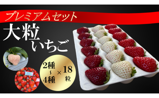 シエルファーム 大粒いちご 18粒 プレミアム 食べ比べ / 特大 高級 いちご 苺