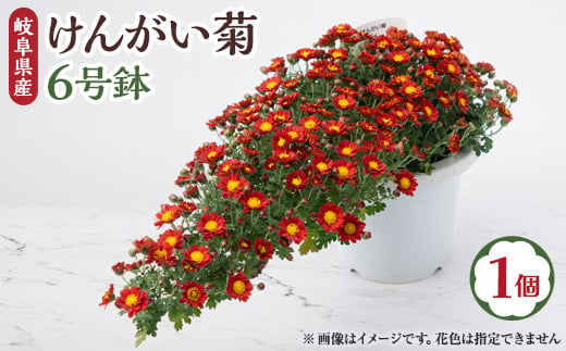 ＜2024年9月～10月発送＞　けんがい菊　6号鉢【1118517】