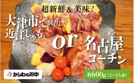 超新鮮&美味!大津市で飼育した近江しゃもor名古屋コーチン!