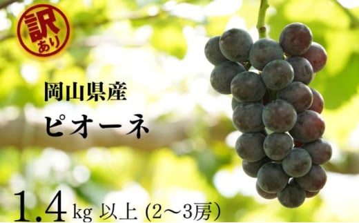 訳あり ニューピオーネ　2～3房 合計1.4kg以上 産地直送 朝採れ ぶどう 葡萄 岡山 Kawahara Green Farm 岡山県産 2025