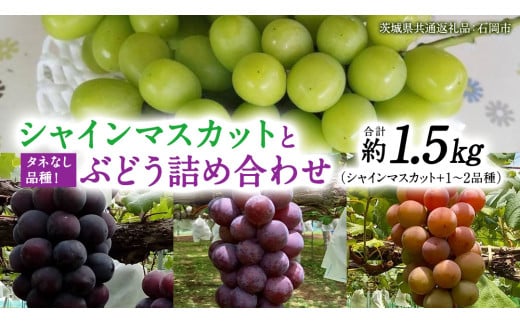 「 シャインマスカット 」と旬の「 種なしぶどう 」 詰め合わせ 約 1.5kg ご家庭用 【茨城県共通返礼品/石岡市】 葡萄 ブドウ 種無し [FB012sa]