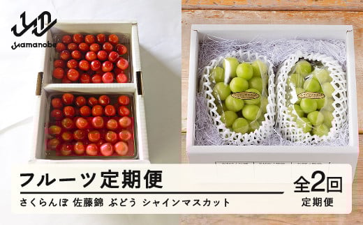 【ふるさと納税】フルーツ定期便 さくらんぼ 佐藤錦 ぶどう シャインマスカット 計2回 令和7年産 2025年産 山形県山辺町産 フルーツ 果物 bg-ftssx2 1891965 - 山形県山辺町