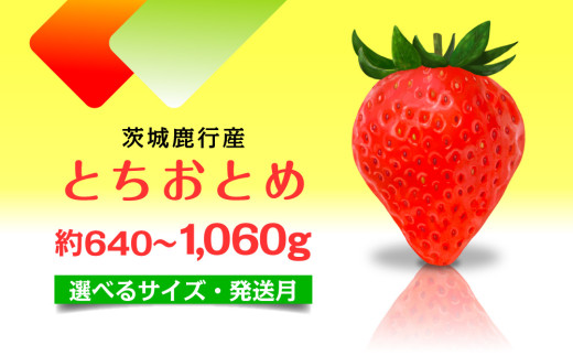 【1月発送】 とちおとめ いちご 茨城県産 640g～1.06kg 【選べるサイズ】【1月～4月発送】 レビューキャンペーン 農家直送 新鮮 苺 イチゴ フルーツ 果物 贈答用 甘い おすすめ 高評価 産地直送 期間限定 送料無料 梅原農園 鉾田市 284766 - 茨城県鉾田市