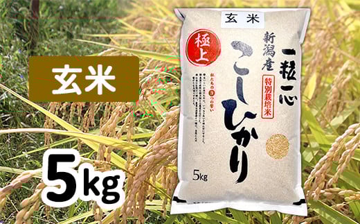 48-6G051【玄米】新潟県長岡産特別栽培米コシヒカリ5kg 241951 - 新潟県長岡市