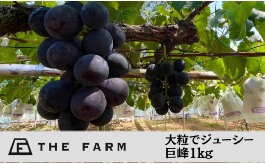 THE FARM大粒でジューシー!巨峰1kg＜先行受付品・発送は2025年7月31日以降＞【1427217】 1000466 - 千葉県香取市