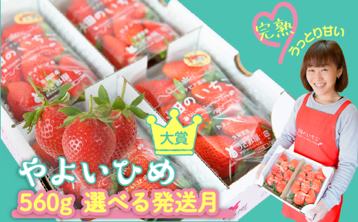 【やよいひめ】 いちご やよいひめ 2パック 560g | 選べる量と発送時期(3月発送) | ステビア栽培 低農薬 大粒 完熟 甘い 苺 イチゴ | 贈答用 果物 フルーツ | 茨城県鉾田市 うさみ園直送  畑の いちご ＼第5回茨城いちごグランプリ大賞受賞／ 1113851 - 茨城県鉾田市
