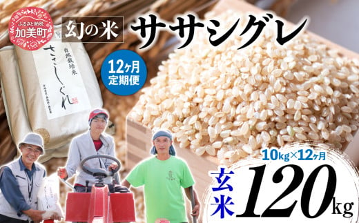 《 希少品種米 》 新米 米 令和6年 ササシグレ ( 栽培期間中農薬・肥料不使用 ) 【 12回 定期便 】 玄米 10kg × 12ヶ月 （ 合計 120kg ）｜ 宮城県 加美町 お米 こめ コメ ささしぐれ ササニシキ の 父 ｜ nt00002-r6-10kg-12 1455624 - 宮城県加美町