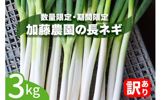 産地直送！加藤農園の「訳あり」長ねぎ 約3kg【12月下旬より順次発送】｜訳あり品 数量限定 期間限定 長ネギ 葱 白ねぎ 白ネギ 野菜 国産 甘楽町産 群馬県産 [0260] 1922135 - 群馬県甘楽町