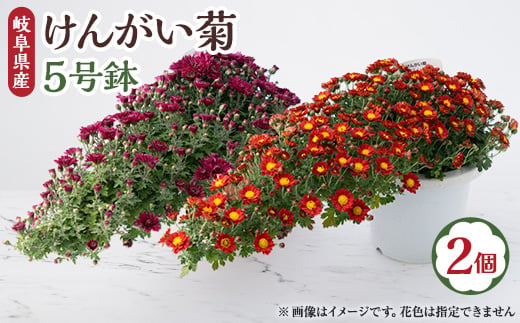 ＜2024年9月～10月発送＞　けんがい菊　5号鉢(2個入り)【1118518】