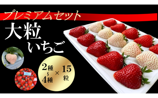 シエルファーム 大粒いちご 15粒 プレミアム 食べ比べ / 特大 高級 いちご 苺