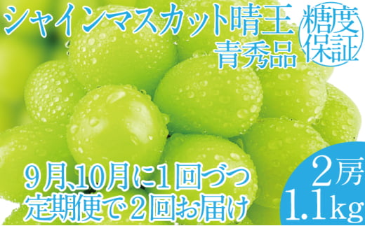 2025年 先行予約受付中【2回定期便】 シャインマスカット晴王 2房 約1.1kg 岡山県産 種無し 皮ごと食べる みずみずしい 甘い フレッシュ 瀬戸内 晴れの国 おかやま 果物大国 ハレノフルーツ