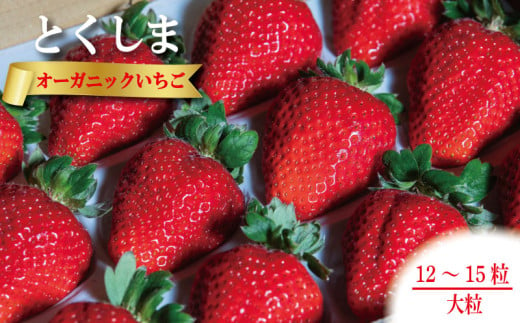 いちご 苺 大粒 12から15粒 1月発送 オーガニック 高級 あま 甘い 果物 フルーツ デザート 赤 お歳暮 ギフト 箱 贈答 プレゼント 自宅 旬 スイーツ クリスマス ケーキ ベリー ミルク 先行予約 年 日 品種 有機JAS ふるさと 徳島 とくしまオーガニックいちご大粒12から15粒