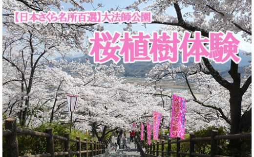 【日本さくら名所百選の地】大法師公園　桜植樹体験　　桜 さくら 記念 体験 さくら祭り 桜祭り 植樹 そめいよしの ソメイヨシノ 染井吉野 やまなし 山梨 富士川町