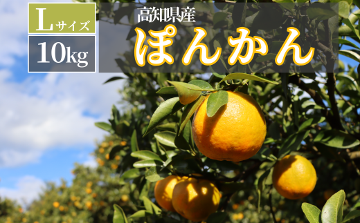 TM004-3 徳村のぽんかん Lサイズ＜10kg＞国産 東洋町産 訳アリ 甘い コク ジューシー 果肉 高知県 東洋町 四国 お取り寄せ フルーツ 果物 家庭用 自宅用 送料無料 1923524 - 高知県東洋町
