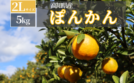 TM004-2 徳村のぽんかん 2Lサイズ＜5kg＞国産 東洋町産 訳アリ 甘い コク ジューシー 果肉 高知県 東洋町 四国 お取り寄せ フルーツ 果物 家庭用 自宅用 送料無料 1923523 - 高知県東洋町