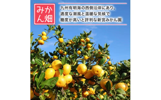 佐賀県太良町のふるさと納税 完熟早生小さなみかん 5kg みかん ミカン 蜜柑 早生 極早生 小玉 ふるさと納税 有明海 柑橘 甘い sサイズ 果物 フルーツ 紅みかん 盛田温州 新宮みかん園 佐賀県 太良町 L-53