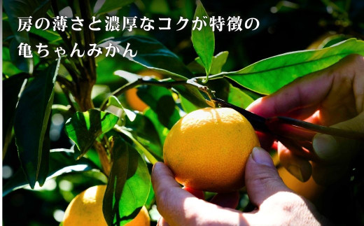 広島県大崎上島町のふるさと納税 [今期分発送開始] 瀬戸内の亀ちゃんみかん 約10kg 国産 瀬戸内 広島 大崎上島 離島 糖度 濃厚 柑橘 たっぷり お裾分け 産地直送 亀田農園