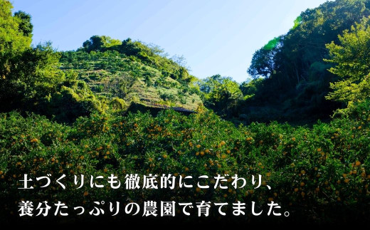 広島県大崎上島町のふるさと納税 [今期分発送開始] 瀬戸内の亀ちゃんみかん 約10kg 国産 瀬戸内 広島 大崎上島 離島 糖度 濃厚 柑橘 たっぷり お裾分け 産地直送 亀田農園