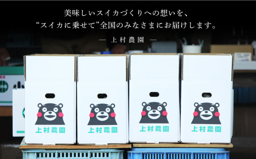 植木ブランド 小玉すいか 約2.3kg 2玉 スイカ 西瓜 果物