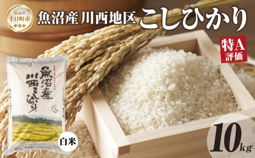 魚沼産 川西 こしひかり 10kg 精米 米 コメ お米 ごはん ご飯 白米 おにぎり 炊き立て ブランド米 コシヒカリ 新潟県産 魚沼 人気 国産 産地直送 お取り寄せ 送料無料 新潟県 十日町 1926757 - 新潟県十日町市