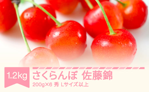 【先行予約】2025年産 さくらんぼ 佐藤錦 秀 Lサイズ以上 1.2kg(200g×6) 山形県産 フルーツ 果物 くだもの サクランボ sb-snslx1200 1929661 - 山形県村山市